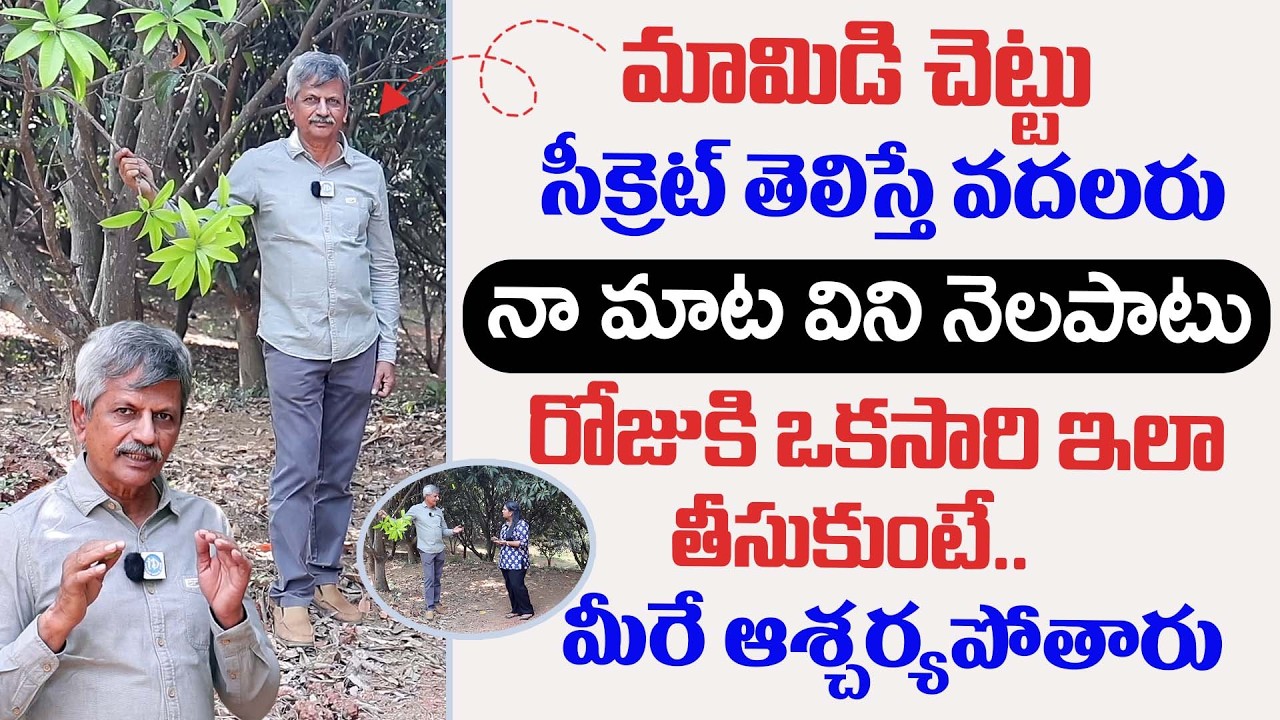 మామిడి చెట్టు అద్భుత ఉపయోగాలు.. | Mamidi Chettu | Uses Of Mango Tree | Anjaneya Raju | iDream Health