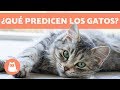 7 cosas que los gatos predicen