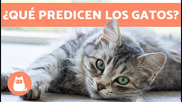 ¿Pueden los gatos percibir el tiempo?