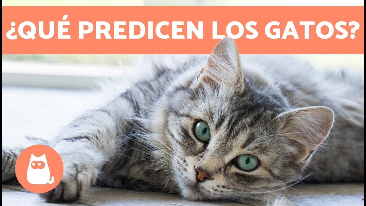 7 cosas que los gatos predicen - YouTube