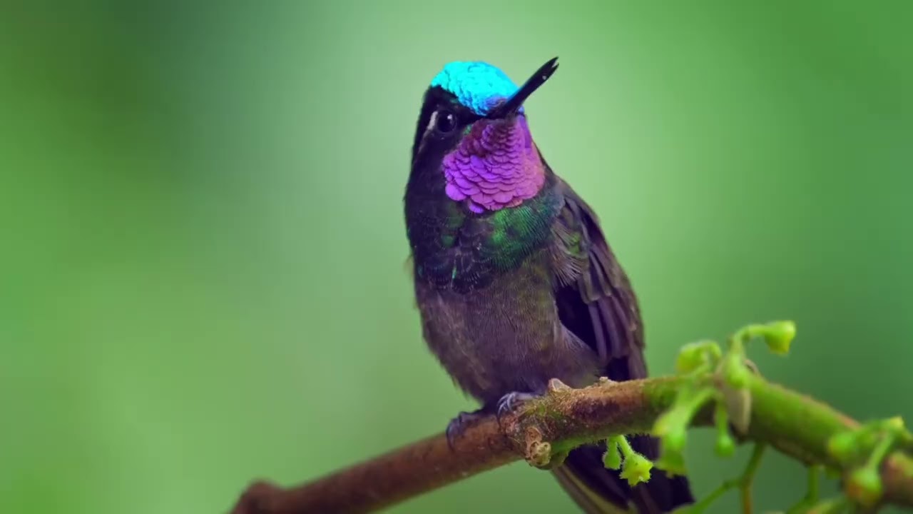 Birding Tours Worldwide