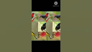 Suara pikat burcil andalan dijamin jozz👍👍