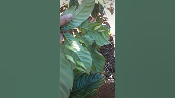 sâu muồng món  đặc sản Đăk Lăk quê  em