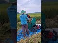 simple machine with an effective way of working to thresh rice #shorts