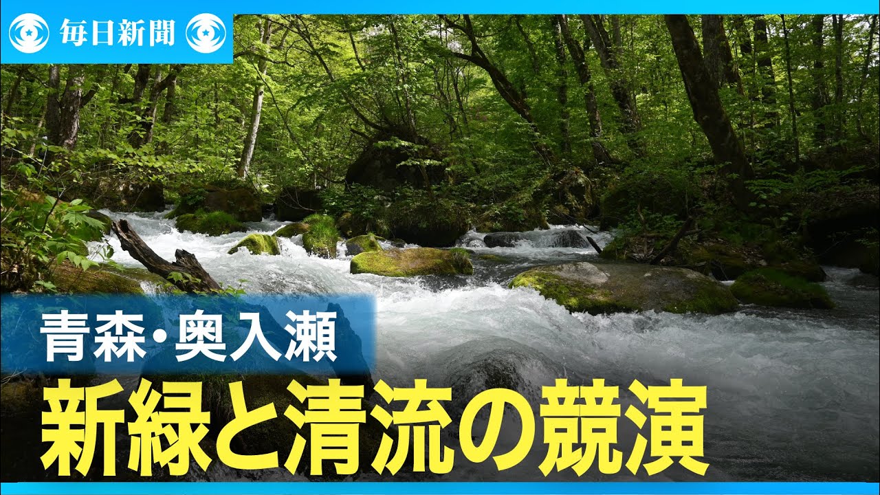 新緑きらめく奥入瀬渓流 ブナやツツジ、水しぶきと競演 青森 - YouTube