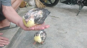 Cách nuôi bồ câu con (non) không có chim bố mẹ cho ăn, chăm sóc!