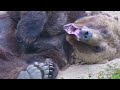 Утренний сон любимого медведя