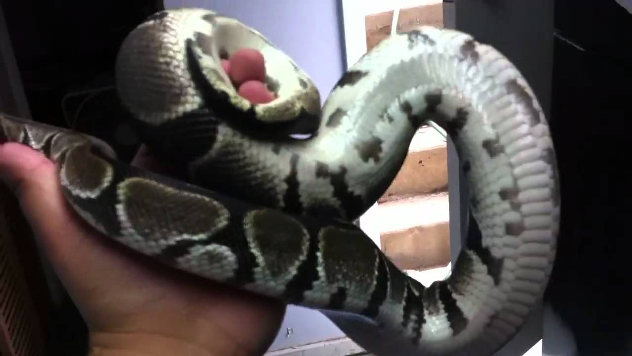 geckos food 100% Het Albino ball python male