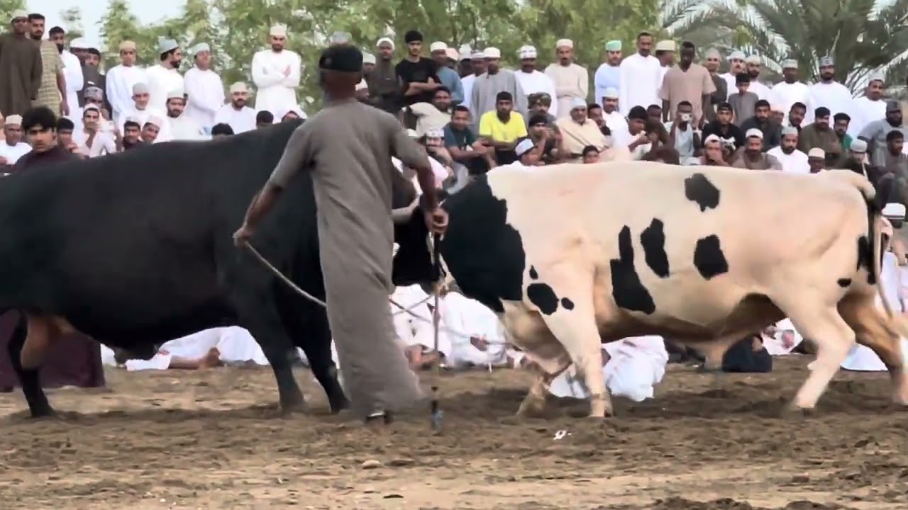 الشبابي & الشارخ