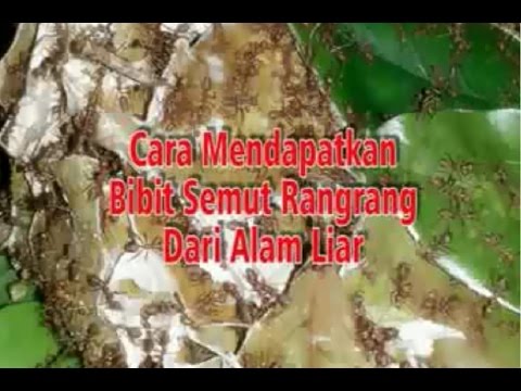 Cara Budidaya Semut Rangrang Kroto Jogja Youtube