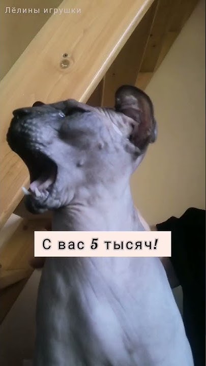 Дима - психолог! Пусть ваши тревоги уносят в лес единороги! - YouTube