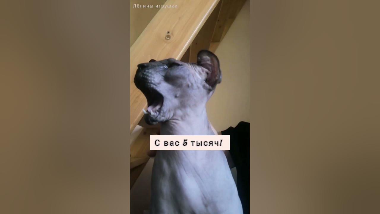 Дима - психолог! Пусть ваши тревоги уносят в лес единороги! - YouTube