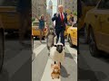 Tom & Jerry vs Shaun the Sheep -TomAndJerry #ShaunTheSheep #Trump #NYCChase #shorts #cartoon #kids