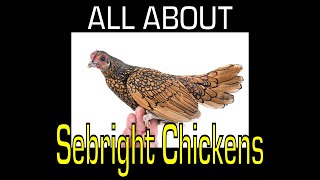 Sebright Chicken  Information