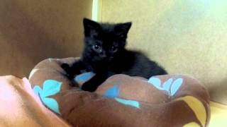 Quelle Est La Race D Un Chat Noir Quelle Est La Race D Un Chat Noir