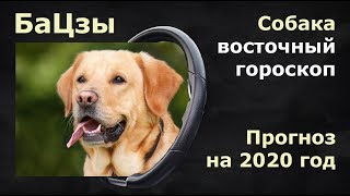 БАЦЗЫ. Прогноз на 2020  год крысы  для людей,  рожденных  в год собаки