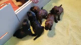 Briard Mom Gigi and her pups video 7