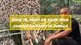 Part 1 | How to farm and raise your own woodworm in jungle