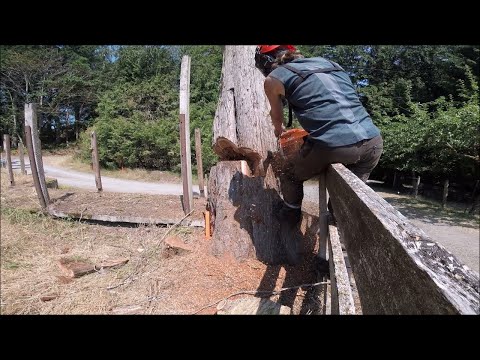 One Man Tree Service - Falling logs !