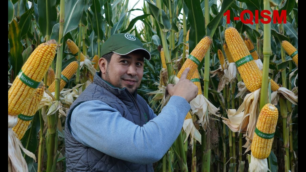 TAREKS  фирмасининг барча навдаги уруғлари Greenlandseed нинг синов ерларида, синалган холатлари.