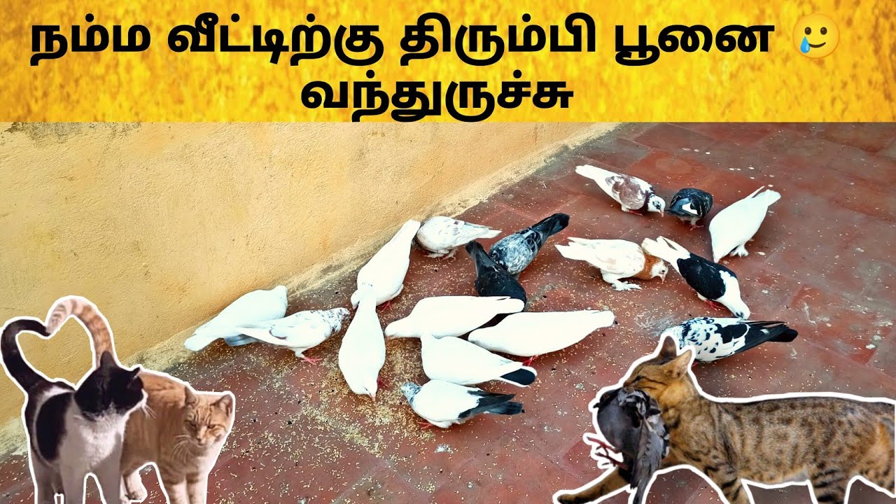🕊️பூனை இடம் இருந்து புறாக்களை பாதுகாப்பது 🤔 எப்படி ! 🤫