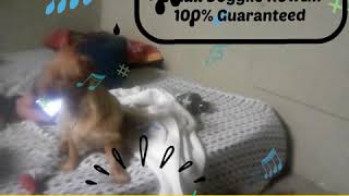 Make Your Dog Howl Challenge. Daushound Yorkie Mix