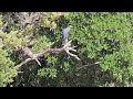 Herons in Central Florida