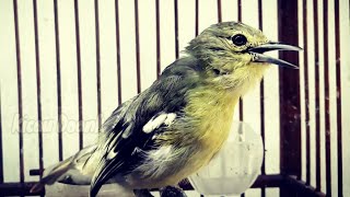Burung Sirtu Nyiul Enak || Cipow Gacor Nyiul