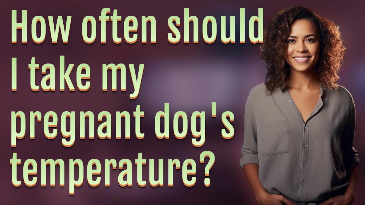 How often should I take my pregnant dog's temperature?