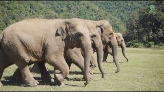 The Happiness Of Faa Mai Herd  ElephantNews