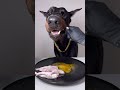 ASMR🔥生肉を食べるドーベルマン🥩#ドーベルマン　#doberman #dogasmr #asmr #咀嚼音 #犬ご飯　#mukbang #rawfood #dogmukbang #犬の咀嚼