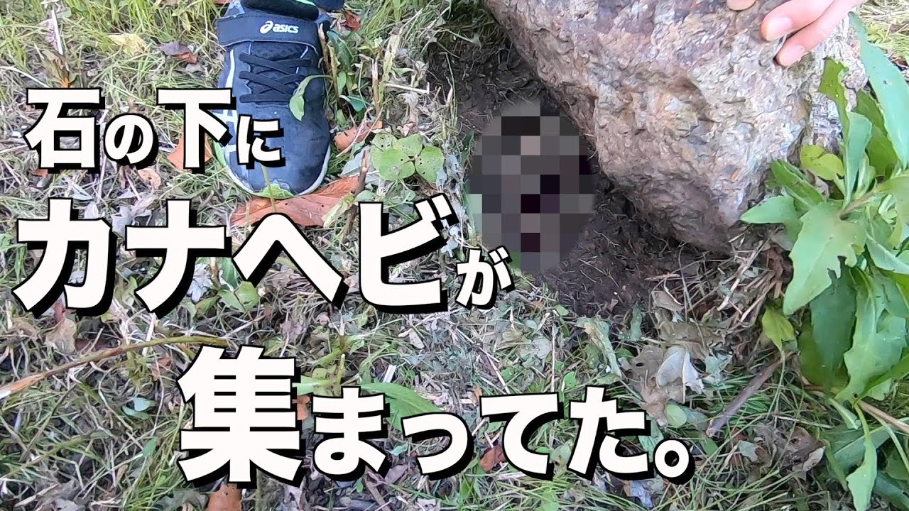 【トカゲ獲り】カナヘビは、秋になったら簡単に捕獲できる。