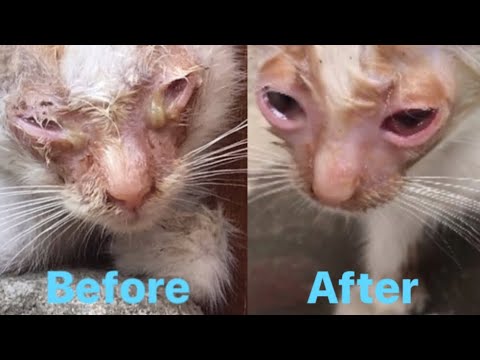 Video: Chorioretinitis Sa Cats - Mga Problema Sa Mata Sa Pusa - Pamamaga Ng Eye Choroid