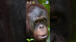 Download Lagu Incredible Transformation of BUDI  #animals #orangutans #budi MP3 Download Lagu Incredible Transformation of BUDI  #animals #orangutans #budi MP3