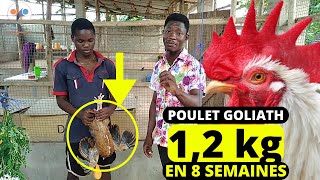 1,20 kg en DEUX MOIS, incroyable l'élevage poulet local Amélioré (élevage des poulets goliath)