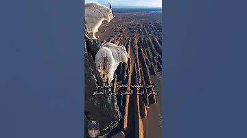 ومن يتهيب صعود الجبال يعش أب ــد الدهــر بيــن الحــفر 