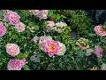 Just listen for 4 minutes and you can get rid of all fatigue🍀Calm Down And Relax