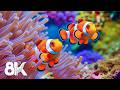Aquarium 8K VIDEO (ULTRA HD) - Beautiful Coral Reef Fish, Jellyfish &amp; Relaxing Music