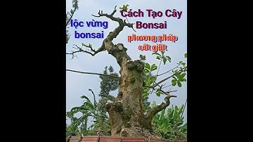 Cắt Giật Để Có Đường Thân, Cành Bonsai Đẹp #locvungbonsai #thongnguyencaycanh