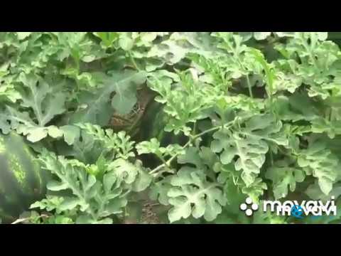 Βίντεο: Πρόγραμμα λιπασμάτων για καρπούζι - Συμβουλές για το τάισμα του καρπουζιού στον κήπο
