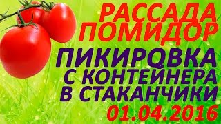 Рассада помидор - пикировка с контейнера в стаканчики 01.04.2016. Секреты пикировки в стаканчики.(Рассада помидор - пикировка с контейнера в стаканчики 01.04.2016. Секреты пикировки в стаканчики. Основную массу..., 2016-04-08T18:24:08.000Z)