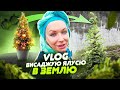 VLOG: висаджую НОВОРІЧНУ ЯЛИНКУ з ГОРЩИКА в ЗЕМЛЮ 🌲/ Монро