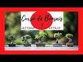 BONSAI CURSO DE BONSAIS 1 INTRODUCCIÓN PARA PRINCIPIANTES / HISTORIA Y ESTILOS DE BONSÁIS 🌳🌱🌲🌿🌳🍁