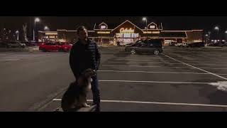 Australian Shepherd Ziggy   anxiety   obedience training   confidence building   Nova dog trainers10