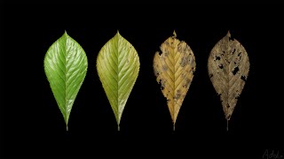 leaf generator substance designer material