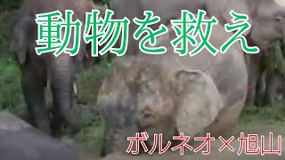 Protect the animals of Borneo! - YouTube