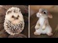 Милые детеныши животных Видео Сборник самых милых моментов животных   Так мило! # 12