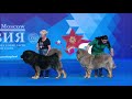 Best Guard Dogs Parade (5 Guard Dog Breeds at Russian Dog Show)