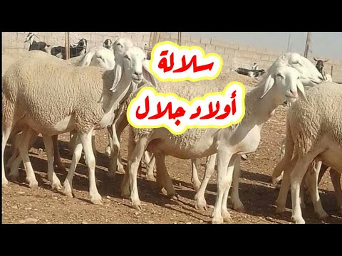 سلالة اغنام أولاد جلال الجزائرية