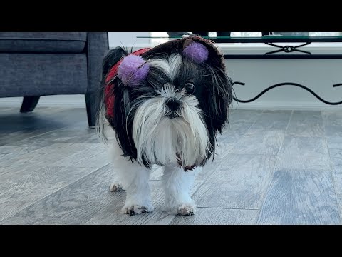 Shih Tzu Experiences Arctic Cold Temperatures!
